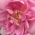 Rózsaszín - Történelmi - damaszkuszi rózsa - Ispahan